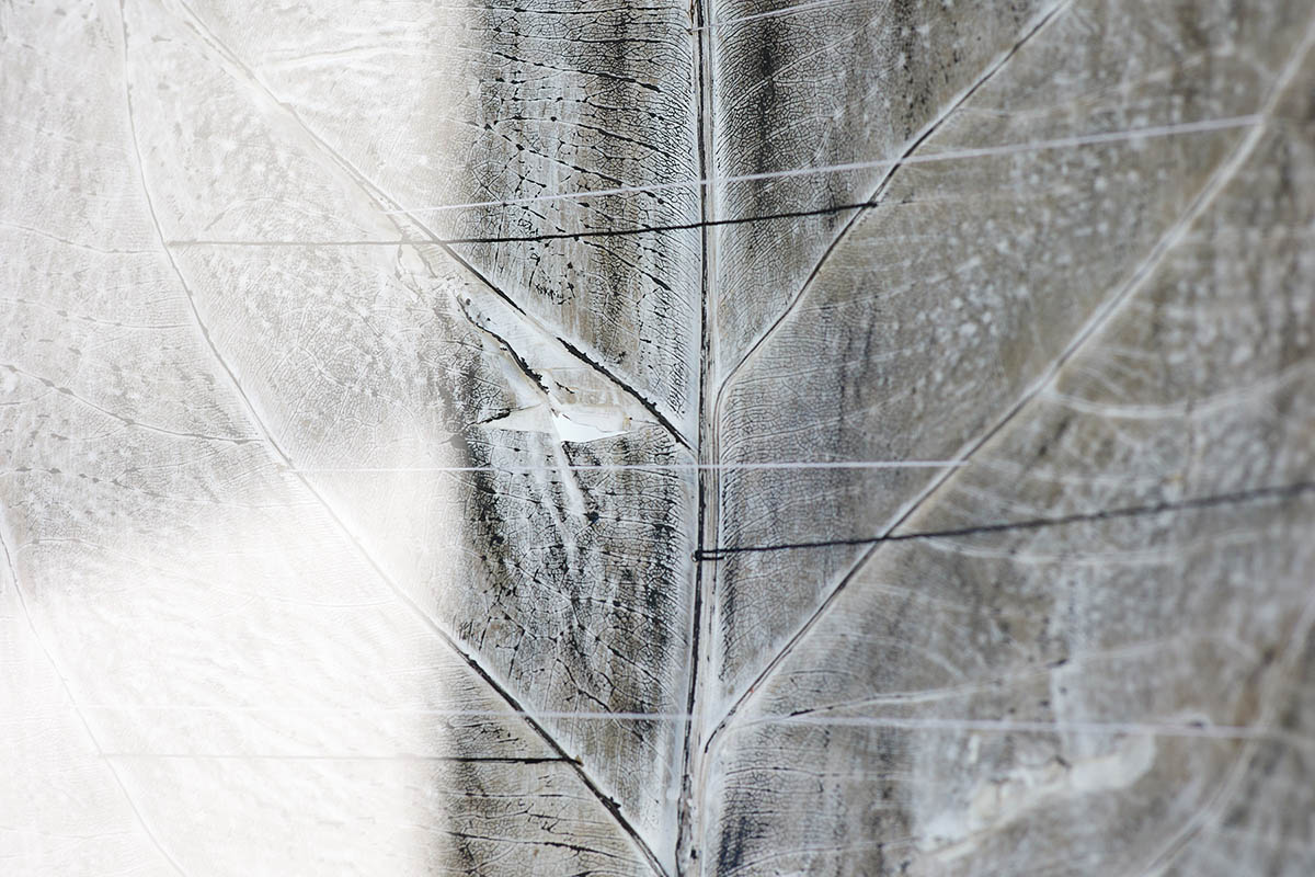 Sleeping_Leaves_IMG_10874_web